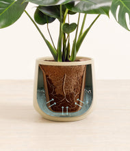 Load image into Gallery viewer, Almond Green stand:all