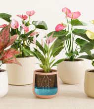 Load image into Gallery viewer, Petal Power