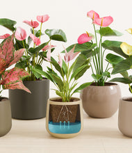 Load image into Gallery viewer, Petal Power