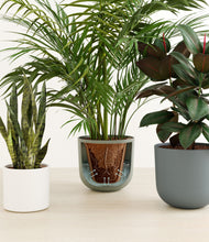 Load image into Gallery viewer, Earthy stand:all