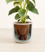 Load image into Gallery viewer, Snowdrift White stand:all