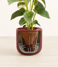 Load image into Gallery viewer, Striped Cherry Red stand:all