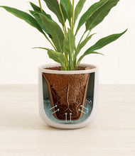 Load image into Gallery viewer, Snowdrift White stand:all