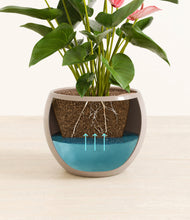 Load image into Gallery viewer, Desert Brown