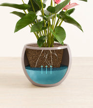 Load image into Gallery viewer, Winter Clouds