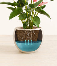 Load image into Gallery viewer, Shiny EggWhite