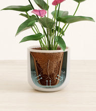 Load image into Gallery viewer, Snowdrift White stand:all