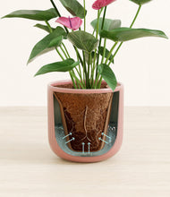 Load image into Gallery viewer, Striped Rose Pink stand:all