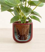 Load image into Gallery viewer, Striped Cherry Red stand:all