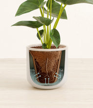 Load image into Gallery viewer, Snowdrift White stand:all