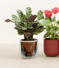 Load image into Gallery viewer, Winter Bloom stand:all