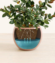 Load image into Gallery viewer, Calm Rose