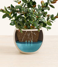 Load image into Gallery viewer, Shiny EggWhite