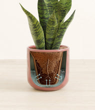 Load image into Gallery viewer, Hammered Rose Pink stand:all