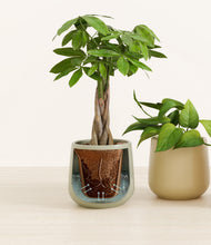 Load image into Gallery viewer, Lily Pad stand:all