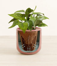 Load image into Gallery viewer, Hammered Rose Pink stand:all