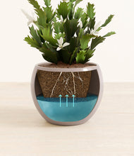 Load image into Gallery viewer, Winter Clouds