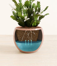 Load image into Gallery viewer, Calm Rose