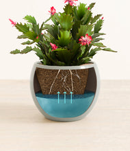 Load image into Gallery viewer, Deep Ocean