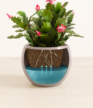 Load image into Gallery viewer, Winter Clouds