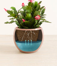 Load image into Gallery viewer, Calm Rose