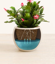 Load image into Gallery viewer, Shiny EggWhite