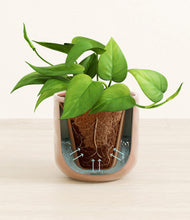 Load image into Gallery viewer, Hammered Peach Pink stand:all