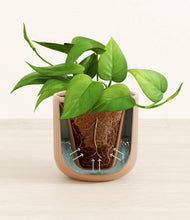 Load image into Gallery viewer, -