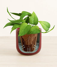 Load image into Gallery viewer, Striped Cherry Red stand:all