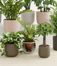 Load image into Gallery viewer, Woodland stand:all