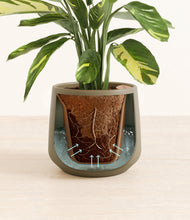 Load image into Gallery viewer, Olive stand:all