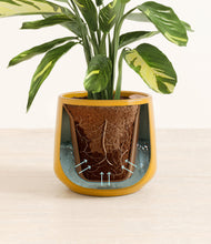 Load image into Gallery viewer, Mustard stand:all