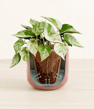 Load image into Gallery viewer, Hammered Rose Pink stand:all