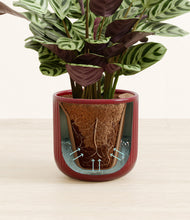 Load image into Gallery viewer, Striped Cherry Red stand:all