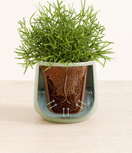 Load image into Gallery viewer, Turquoise stand:all