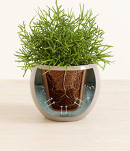 Load image into Gallery viewer, Desert Brown stand:all