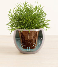 Load image into Gallery viewer, Winter Clouds stand:all