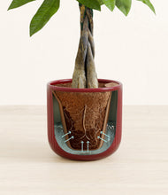 Load image into Gallery viewer, Striped Cherry Red stand:all