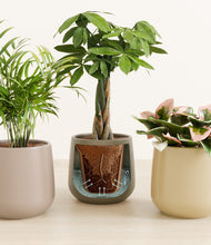 Load image into Gallery viewer, Woodland stand:all