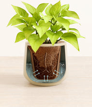 Load image into Gallery viewer, Almond Green stand:all