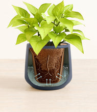 Load image into Gallery viewer, Deep Navy stand:all