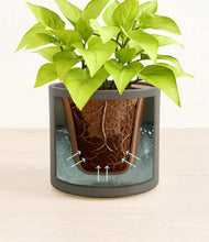 Load image into Gallery viewer, Dark Olive stand:all