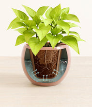 Load image into Gallery viewer, Calm Rose stand:all