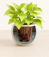 Load image into Gallery viewer, Shiny EggWhite stand:all