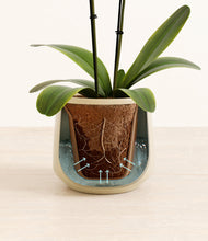 Load image into Gallery viewer, Almond Green