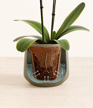 Load image into Gallery viewer, Olive