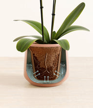 Load image into Gallery viewer, Calm Rose