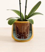 Load image into Gallery viewer, Mustard