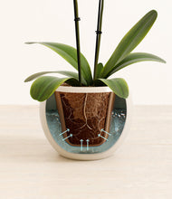 Load image into Gallery viewer, Shiny EggWhite