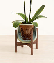 Load image into Gallery viewer, Turquoise stand:walnut